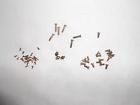 N-a Mantua Tyco Ho Scale Rivets And Rod Bolts