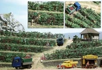 Busch 1200 Ho Scale Vineyard With Grape Clusters (total Length 40 Cm). Fixed Price $20.68.