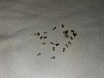* Ho Scale Mantua - Tyco Mikado Rivets. Fixed Price $18.95.
